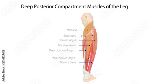 Photos Deep Posterior Compartment Muscles of the Leg
deep posterior leg muscles including tibialis posterior, flexor hallucis longus, flexor digitorum longus, and popliteus