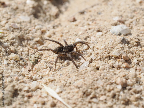 Foto Una araña de la familia Lycosidae se desplaza sobre suelo arenoso