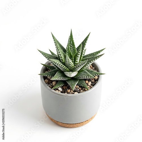 Haworthia Fasciata Zebra Plant in Modern Gray Pot Isolated on White