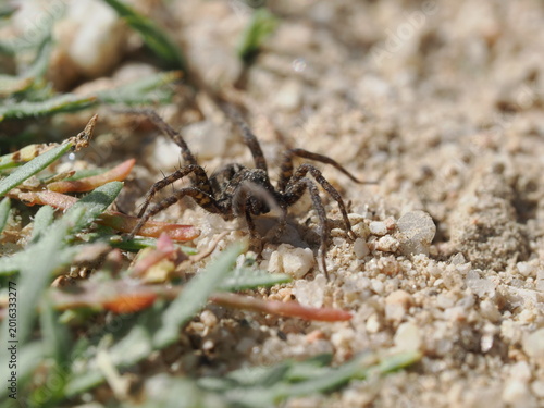 Foto Una araña de la familia Lycosidae se desplaza sobre suelo arenoso
