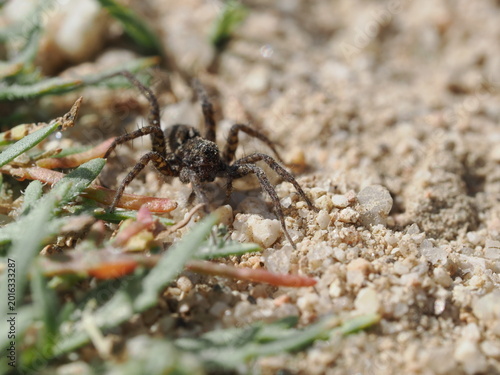 Quadro su tela Una araña de la familia Lycosidae se desplaza sobre suelo arenoso