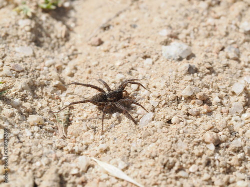 Foto Una araña de la familia Lycosidae se desplaza sobre suelo arenoso