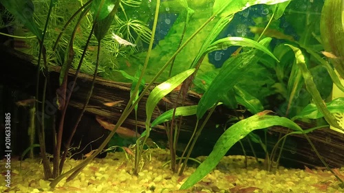 Red shrimp in the aquarium.