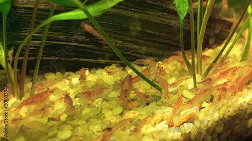 Red shrimp in the aquarium.