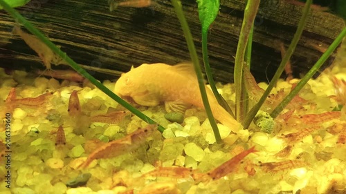Red shrimp in the aquarium.