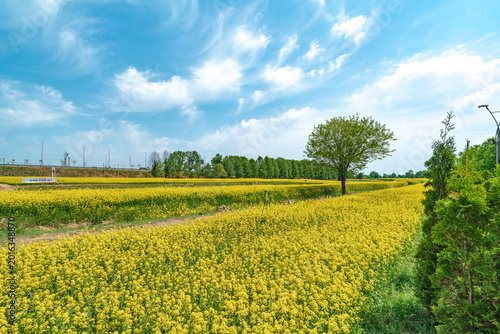 Seoul, South Korea - May. 10, 2026 : Vast Yellow Canola Flower Field under Blue Sky with Wispy Clouds at Guri Hangang Park, South Korea