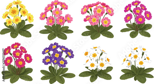 Εκτύπωση καμβά Colorful botanical vector set of primrose flowers with pink red white yellow and
