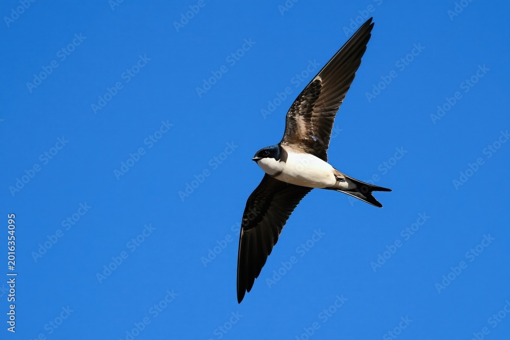 Fototapeta premium White-rumped swift bird in natural flight. Fast winged creature soars through clear blue sky. Wild avian displays speed agility grace. Bird migrates across sunny day.