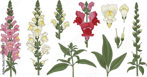 Fotografía Botanical vector set featuring pink and yellow snapdragon flowers with green lea
