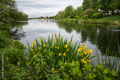 Tableau sur toile Yellow iris blooms at the water edge in Ashburn Village Virginia