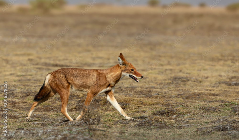 Fototapeta premium Rare endangered Ethiopian wolf running in high-altitude grasslands of Ethiopian Highlands