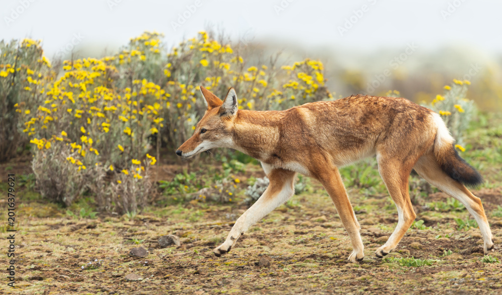 Fototapeta premium Rare endangered Ethiopian wolf running in high-altitude grasslands of Ethiopian Highlands