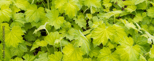Foto Heuchera villosa 'Citronelle' ) Touffe compacte de grandes feuilles d'heuchère f