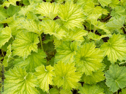 Fotografie Couvre-sol compacte et décoratif de larges feuilles d'Heuchera villosa (Heuchère