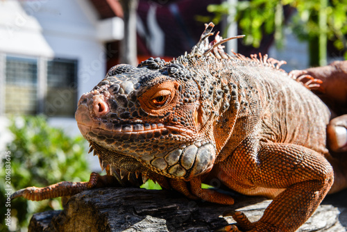 Photography A large Green Iguana (Iguana iguana), a species native to tropical regions of Central and South America