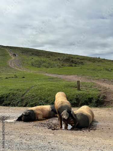 Cochons Kintoa du Pays Basque