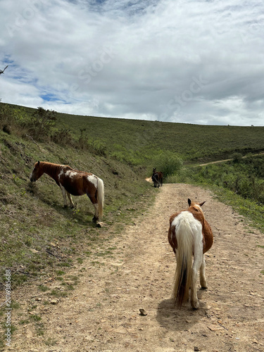 Groupe de Pottok sur un chemin de randonnée