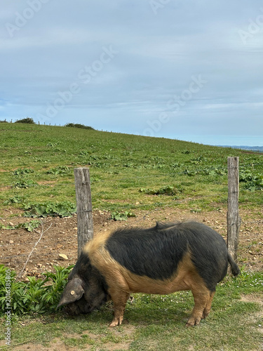 Cochon Kintoa du Pays Basque