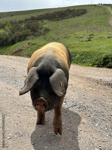 Cochon Kintoa du Pays Basque