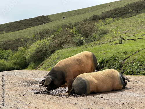 Cochons Kintoa du Pays Basque