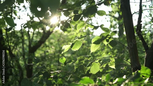 Sunlight shimmering highlights across leaves and delicate reflections  forest. foliage in the evening breeze quiet magical atmosphere, ecology, travel