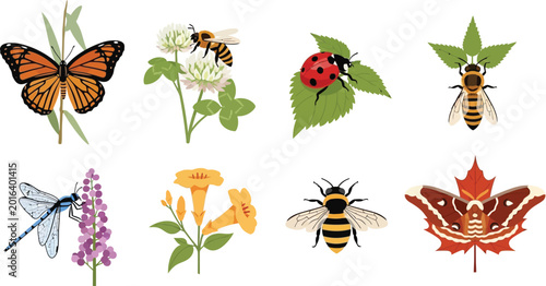Collection of colorful insects and flowers including butterflies bees ladybugs and dragonflies perfect for nature illustrations and educational materials