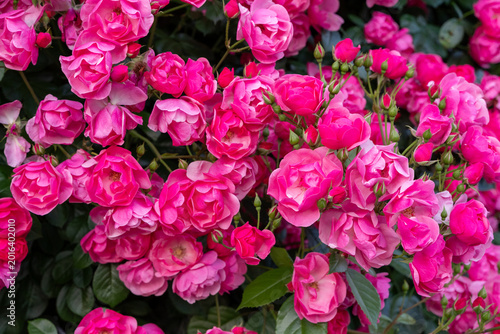 Tableau sur toile 薔薇
