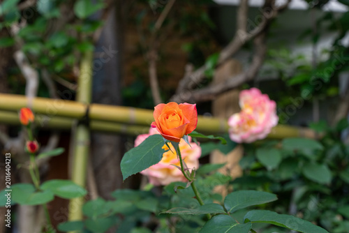 薔薇