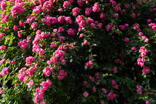 薔薇