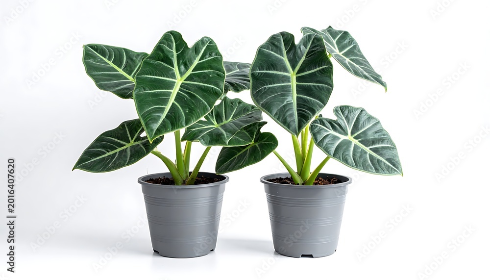 Fototapeta premium A serene still life with two potted tropical plants on a clean white background
