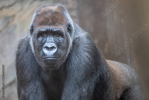 Photos Western Lowland Gorilla portrait looking forward with a stoic and calm mood for