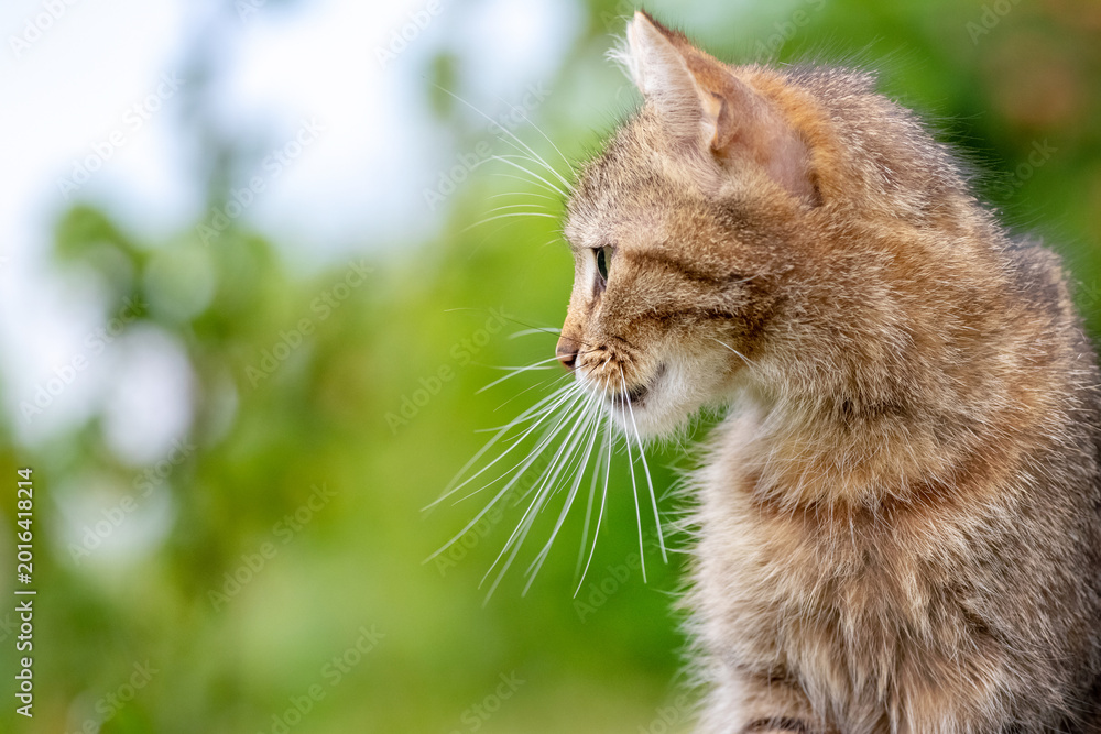 Fototapeta premium Ginger tabby cat in profile with long whiskers against bright blurred green bokeh background, elegant portrait shot