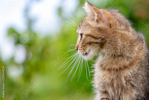 Ginger tabby cat in profile with long whiskers against bright blurred green bokeh background, elegant portrait shot