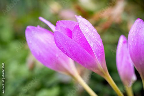 Delicate pink-purple crocuses with raindrops on petals closeup against blurred green background in garden