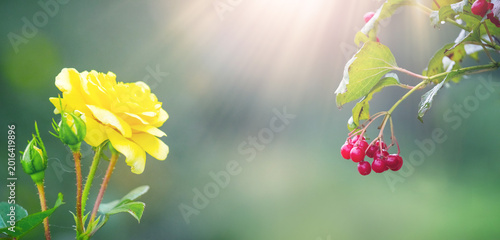 Schilderij op canvas Yellow rose on left and cluster of red viburnum berries on right against blurred