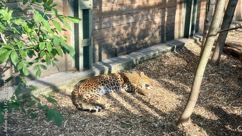 Obraz na płótnie A spotted leopard lies calmly on the ground, basking in the sun within its wooden-walled habitat at a wildlife park
