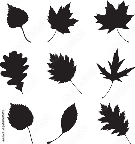 Various Black Leaf Silhouettes Vector Set Oak Maple Birch Autumn Foliage Illustration