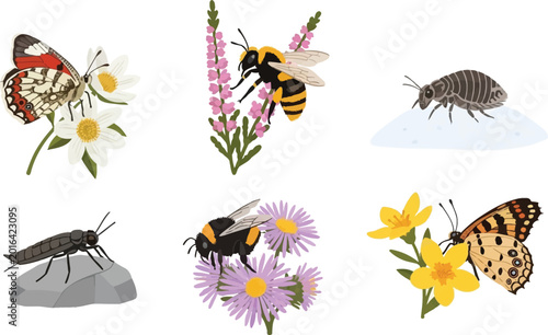 Tableau sur toile Collection of diverse insects and arthropods on flowers and natural elements fla