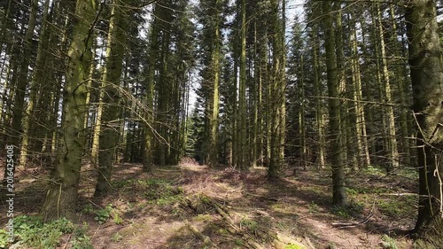 Low-angle tracking shot through a sunlit pine forest, moving past tall tree trunks and lush green grass on a bright spring day with sunlight filtering through branches.