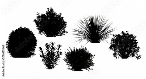 Photos Collection of Black Silhouettes of Various Garden Shrubs and Plants