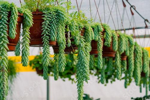 Canvas Print Burro's tail succulents in brown hanging pots, showcasing their flowing, trailin