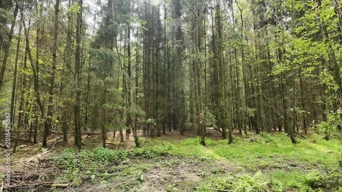 Low-angle tracking shot through a sunlit pine forest, moving past tall tree trunks and lush green grass on a bright spring day with sunlight filtering through branches.