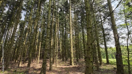 Low-angle tracking shot through a sunlit pine forest, moving past tall tree trunks and lush green grass on a bright spring day with sunlight filtering through branches.