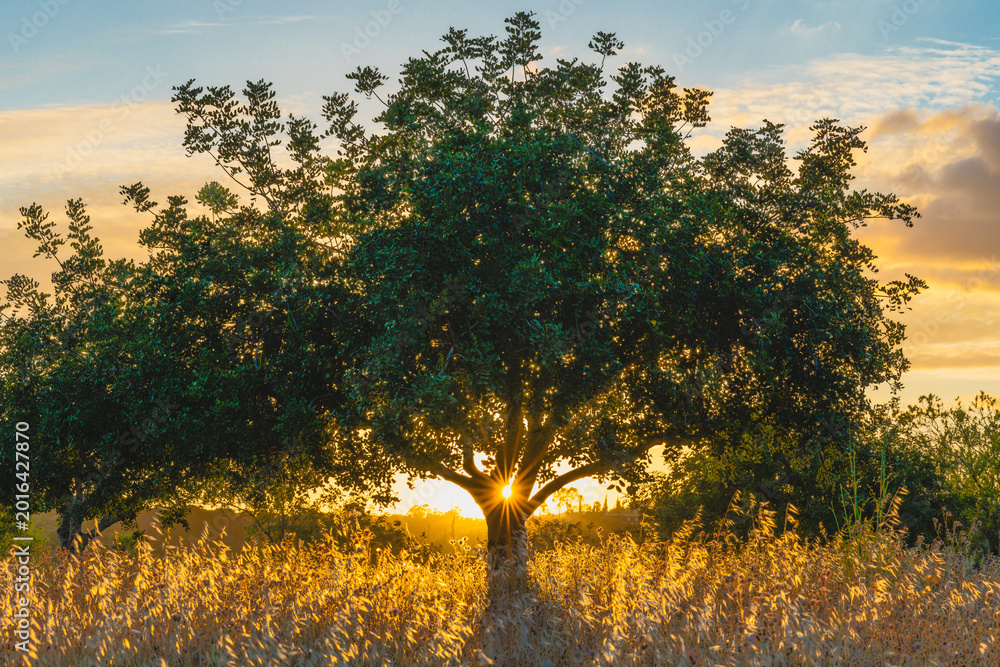 Obraz premium Golden sunset shining beneath sprawling carob tree branches