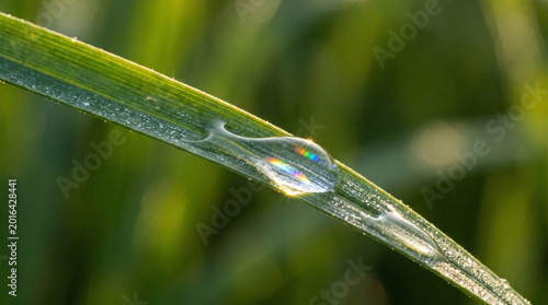 Macro shot of a dewdrop on a blade of grass, refracting sunlight into a rainbow
