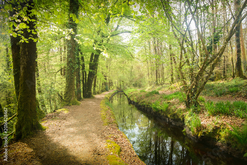Принти на полотні chemin forestier au printemps le long d'une riviere, Forêt de Huelgoat en Bretagne, la promenade du Canal