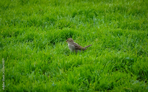 Bird in the grass