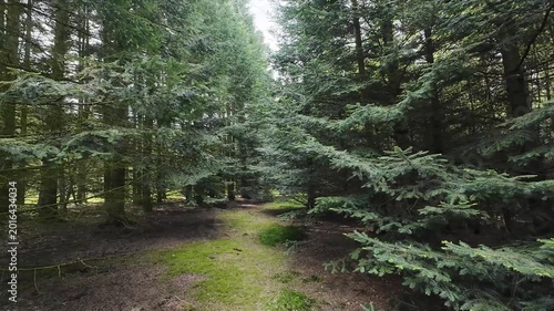 Low-angle tracking shot through a sunlit pine forest, moving past tall tree trunks and lush green grass on a bright spring day with sunlight filtering through branches.