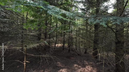 Low-angle tracking shot through a sunlit pine forest, moving past tall tree trunks and lush green grass on a bright spring day with sunlight filtering through branches.