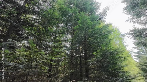 Low-angle tracking shot through a sunlit pine forest, moving past tall tree trunks and lush green grass on a bright spring day with sunlight filtering through branches.